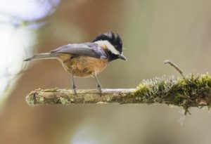 TomBedford.20160520.3130-1