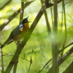 TomBedford.20160520.3165-1