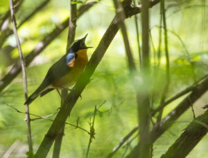 TomBedford.20160520.3165-1