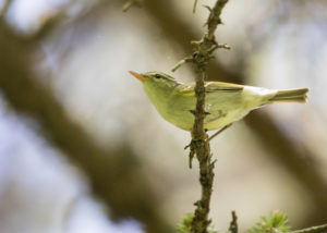 TomBedford.20160520.3177-1