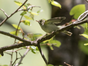 TomBedford.20160520.3179-1