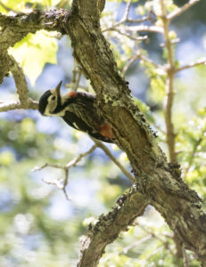 TomBedford.20160520.3232-1