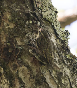 TomBedford.20160520.3282-1