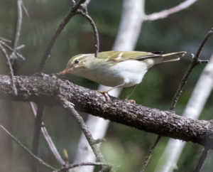 TomBedford.20160520.3327-1