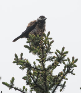 TomBedford.20160521.3410-1