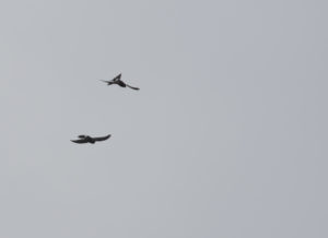 TomBedford.20160521.3462-1