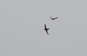 TomBedford.20160521.3471-1