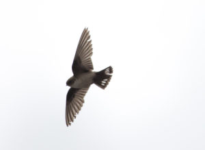 TomBedford.20160521.3509-1