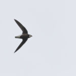 TomBedford.20160521.3548-1