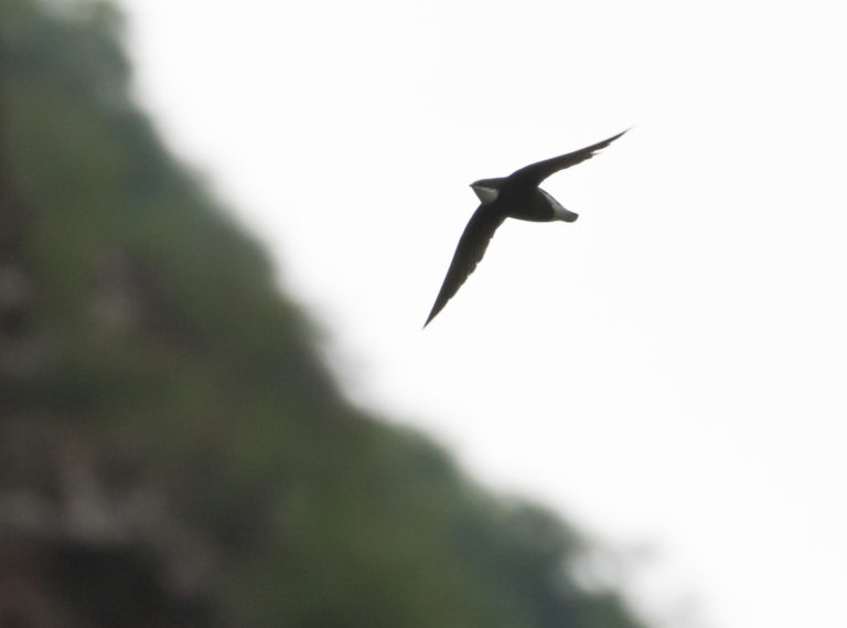 TomBedford.20160521.3561-1