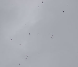 TomBedford.20160521.3582-1