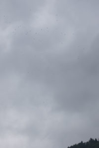 TomBedford.20160521.3597-1