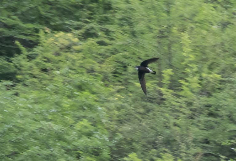 TomBedford.20160521.3659-1