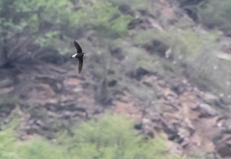 TomBedford.20160521.3713-1