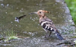 TomBedford.20160522.3760-1