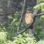 TomBedford.20160522.3786-1