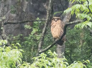 TomBedford.20160522.3786-1