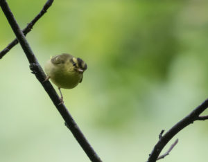 TomBedford.20160522.3817-1