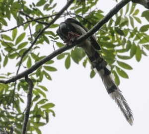 TomBedford.20160522.3835-1