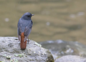 TomBedford.20160522.3893-1