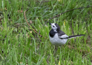 TomBedford.20160522.3901-1