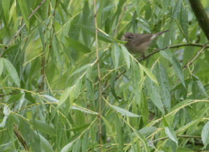 TomBedford.20160522.3951-1