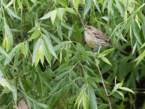 TomBedford.20160522.3984-1