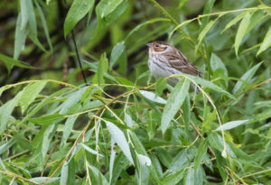 TomBedford.20160522.3988-1