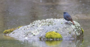 TomBedford.20160522.3998-1