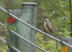 TomBedford.20160522.4005-1