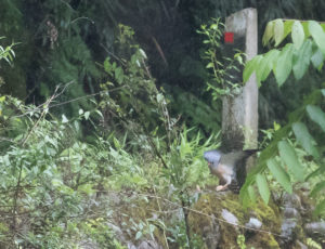 TomBedford.20160522.4020-1