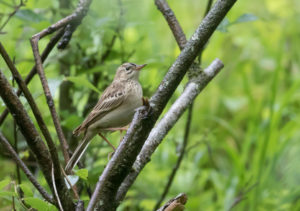 TomBedford.20160522.4030-1