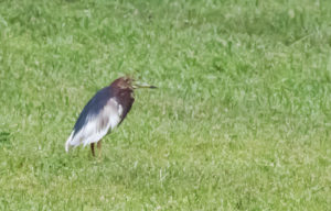 TomBedford.20160522.4157-1