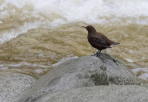 TomBedford.20160523.4178-1