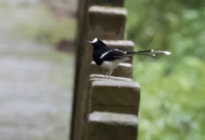 TomBedford.20160523.4187-1