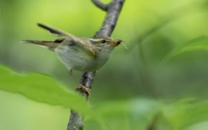 TomBedford.20160523.4199-1