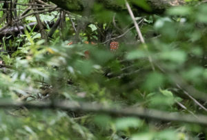 TomBedford.20160523.4257-1