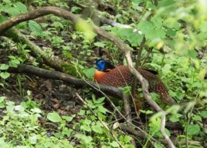 TomBedford.20160523.4271-1