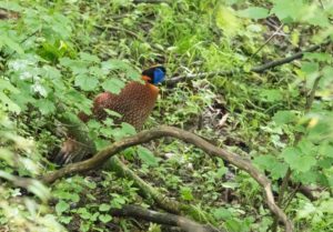 TomBedford.20160523.4284-1