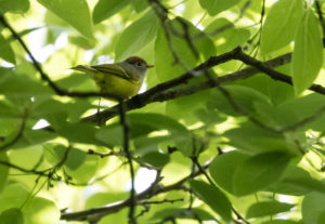 TomBedford.20160523.4310-1