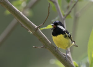 TomBedford.20160523.4382