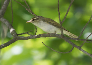 TomBedford.20160523.4397-1