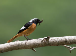 TomBedford.20160523.4361