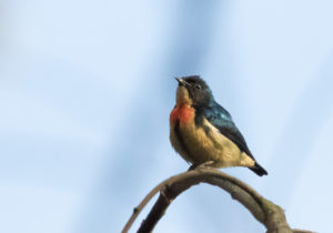 TomBedford.20160524.4427