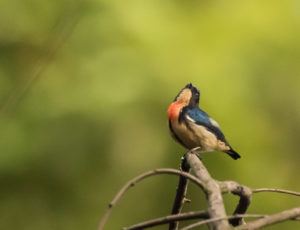 TomBedford.20160524.4435-1