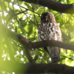 TomBedford.20160524.4459