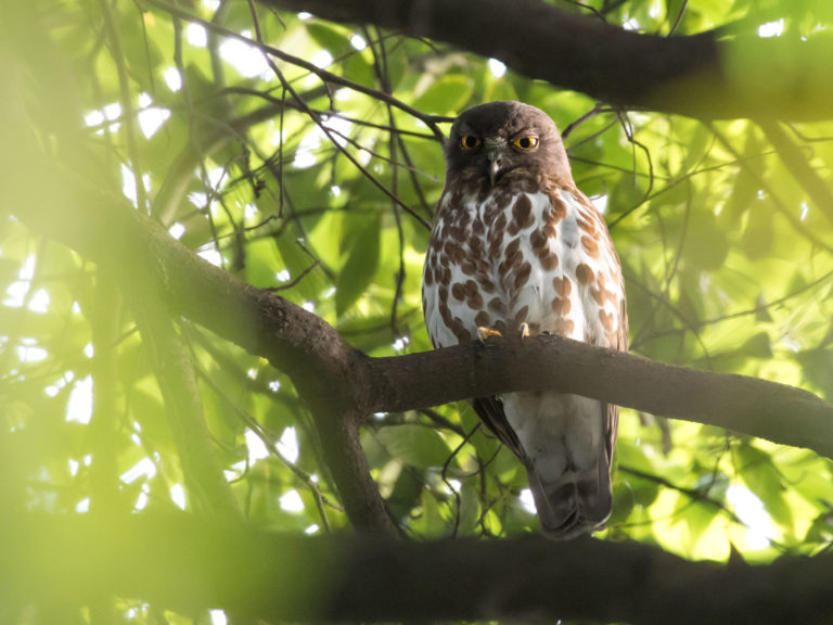 TomBedford.20160524.4459