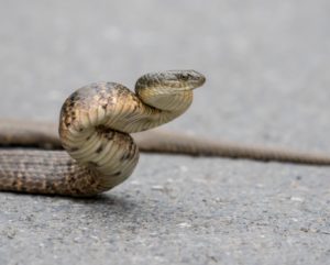 TomBedford.20160524.4613