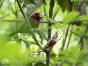 tombedford-20160512-9861-1