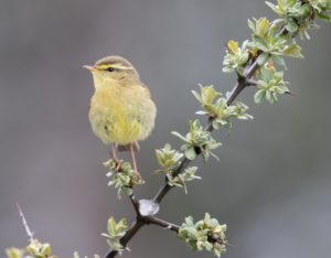 tombedford-20160515-0962-1